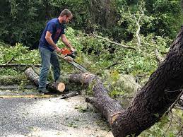  Woodmere, LA Tree Services Pros